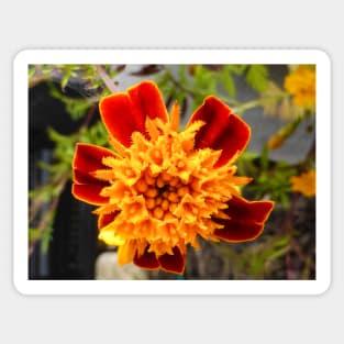 The French Marigold Sticker